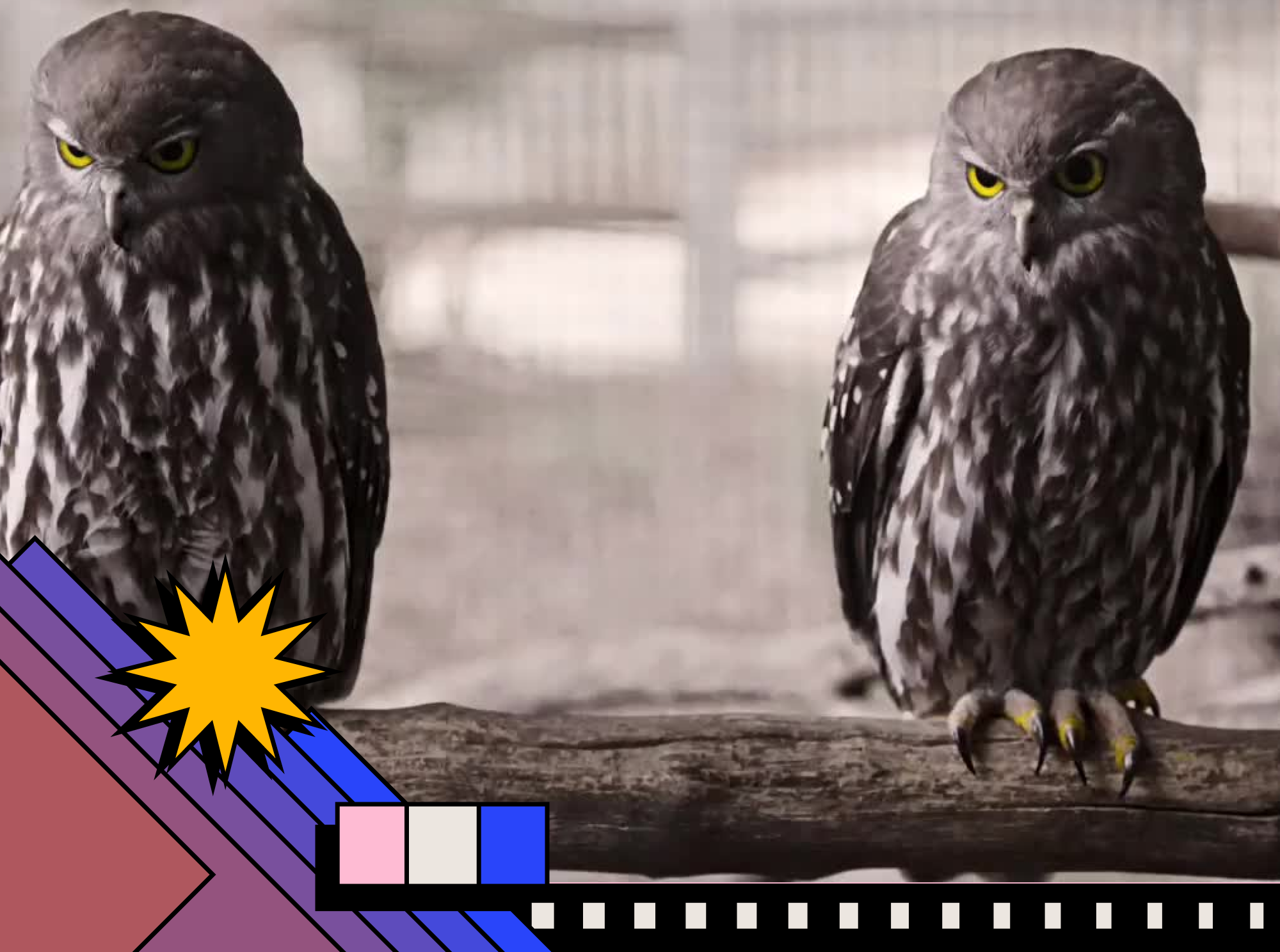 Barking Owl on Post-Production Sound